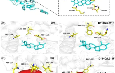 Structural analysis of the OeCYP716A48 active site and effects of D114Q/L211F mutations on substrate binding. (A) Overal