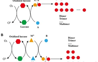 ( A ) direct oxidation; ( B ) indirect oxidation. M, mediator; A, low-redox potential substrates; B, high-redox potentia
