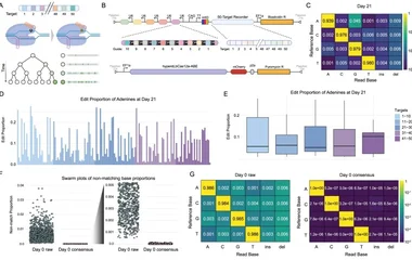 BASELINE records editing events that can be reliably captured with long-read Nanopore sequencing. ( A ) Schematic for BA