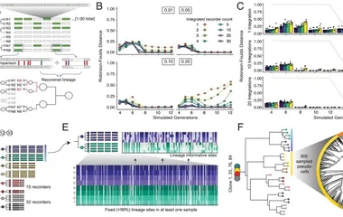 In silico and in vitro lineage simulations recover accurate phylogenies. ( A ) In silico lineage reconstruction using 50