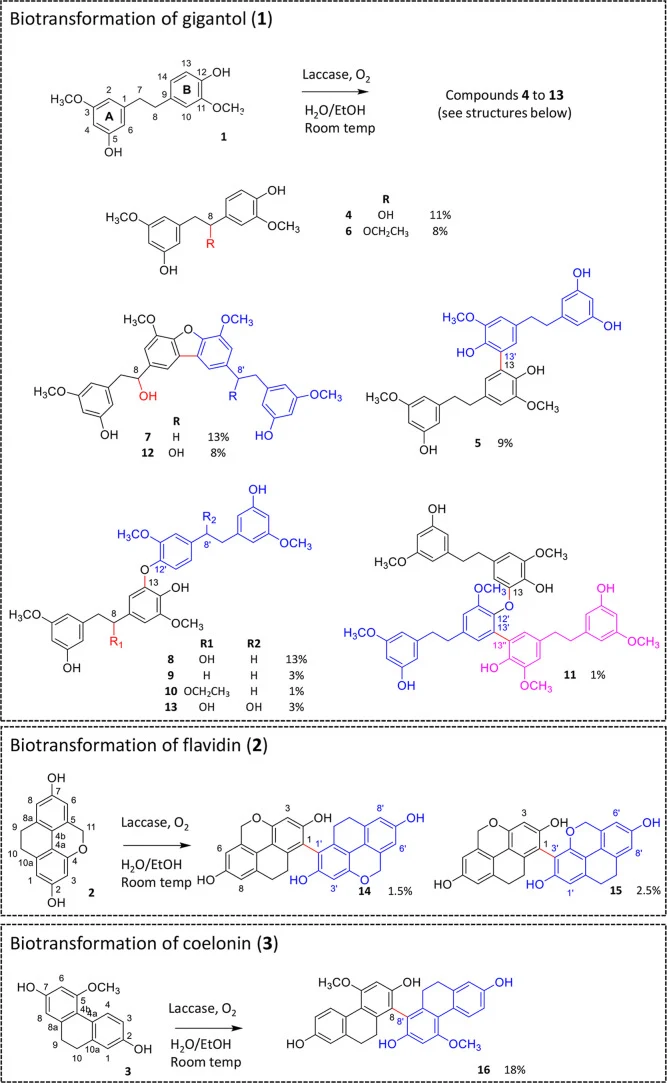 从gigantol(1)、flavidin(2)和coelonin(3)生物转化获得的分离衍生物。所示百分比为分离产物产率,按起始底物初始质量计算。