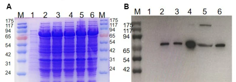 SDS-PAGE and Western blot analysis of wild-type and mutant exochitinase expression. A SDS-PAGE showing total protein extracts after IPTG induction. B Western blot analysis using an anti-His tag antibody to confirm expression. M: Protein marker; Lane 1: Negative control ( E. coli without chitinase ge