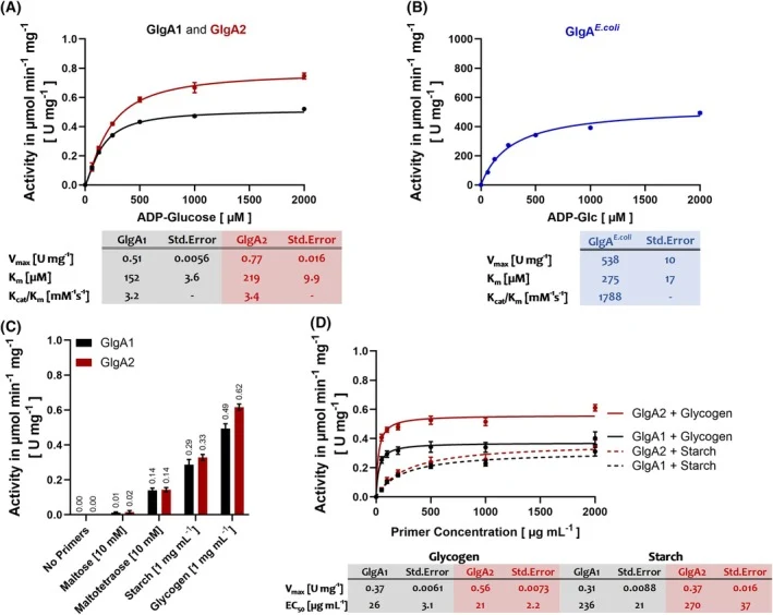 GlgA Kinetics assayed using the ADP/NADH Coupled Assay for glycogen synthesis Activity (Assay A). (A) ADP‐Glc titration with 200 n m GlgA1 or GlgA2. About 1 mg·mL −1 glycogen was used as a primer. (B) ADP‐Glc titration with 1 n m GlgA E.coli . 1 mg·mL −1 glycogen was used as a primer. (C) Comparison