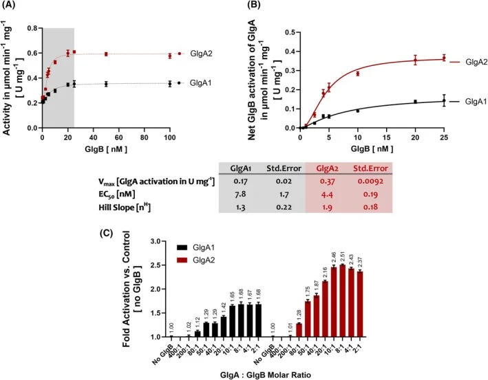 Activation of GlgA isoenzymes by GlgB. (A) GlgA enzymatic activity with GlgB. The assay was performed using increasing concentrations of GlgB with 200 μg·mL −1 soluble starch as the synthesis primer. Reactions were initiated by adding 1 m m ADP‐Glc. The area shaded in gray is represented in panel (B