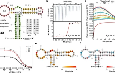 a Folding prediction of G12 as found in the in vivo screening. The colour coding represents the summary of the findings