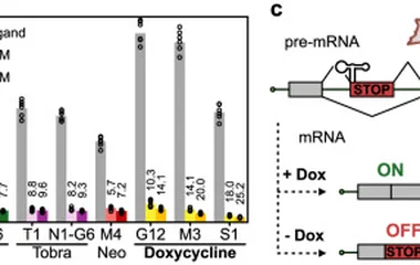a Schematic of translation initiation control in yeast through the roadblock mechanism. Translation of the reporter gene