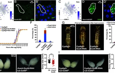 SoxN , but not Retn , is required for metamorphosis. t-SNE plots and expression patterns of CA-enriched SoxN ( A – B’ )