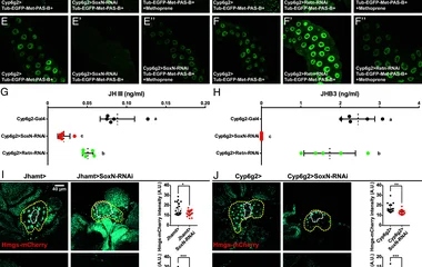 SoxN为JH生物合成所需。(A–F'')显示指定基因型在正常或methoprene处理下PG和SG细胞中JH传感器(EGFP-Met-PAS-B+)的