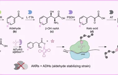 Combined biosynthesis and site-specific incorporation of phenylalanine derivativ