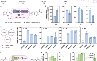 Combined biosynthesis and site-specific incorporation of phenylalanine derivativ