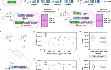 芳基醛/羧酸联合生物合成与定点掺入