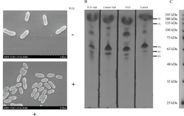 磷脂酶D在大肠杆菌中异源表达引发细胞毒性的分子机制解析