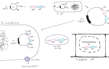 Agrobacterium tumefaciens -mediated transformation. The native Ti plasmid contains the vir region and the T-DNA that is