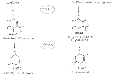 Pyrimidine biosynthetic pathway