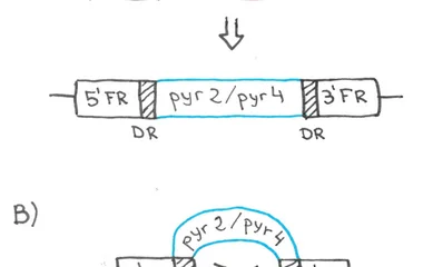 Gene deletion and marker recycling using a bidirectional marker. A The target gene is deleted using a homologous recombi