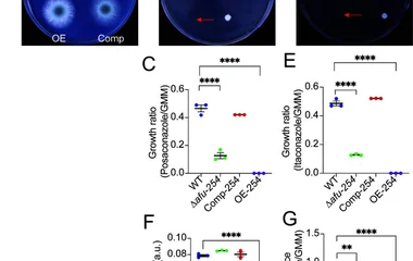 afu-254 plays a role in fungal response to posaconazole and itraconazole on solid medium and surface-attached cultures.
