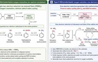Comparative catalytic mechanisms of Type I and Type II nitroreductases.
