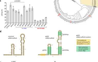 a Comparison of indel editing efficiencies at the endogenous B2M locus in HEK293T cells using SpuFz1-v2 and SpuFz1-v3, i