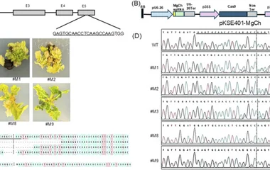 CRISPR/Cas9基因编辑平台在甜菜中