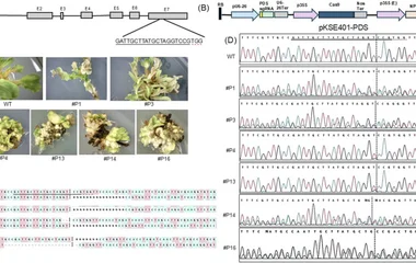 CRISPR/Ca9-mediated editing of the PDS gene in Beta vulgaris (A) Gene structure of PDS of B. vulgaris , showing the sgRN
