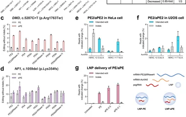 a Installation efficiencies of 12 pathogenic edits induced by PE2 and aPE2. b Analysis of aPE2-induced outcomes compared