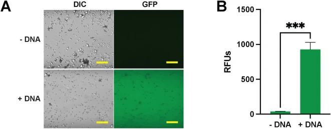 A cell-free system processes DNA immobilized on microparticle surfaces. (A) DIC and fluorescence images showing outputs after DNA processing. Scale bar: 20 μm. (B) Quantification of fluorescence from (A). Data represent the mean ± SD of three replicates. *** P < 0.001. DIC: Differential Interfere