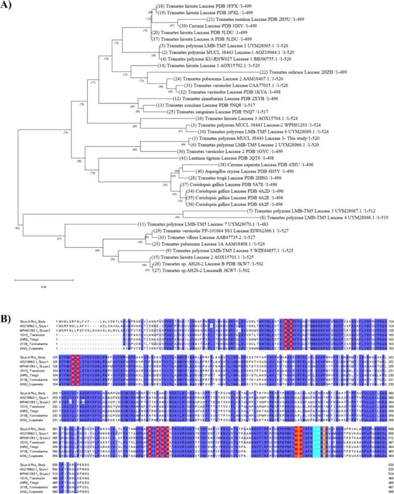 Phylogenetic relationships and sequence features of TpLcc3. (A) Phylogenetic tree constructed using MEGA 12 based on multiple sequence alignment generated by ClustalW2 showing the relationship of the deduced TpLcc3 amino acid sequence with representative fungal laccases from GenBank and the Protein