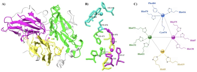 Three-dimensional structural model of TpLcc3. (A) Overall architecture of TpLcc3, showing domains I, II, and III colored in green, yellow, and cyan, respectively; copper atoms are depicted as spheres. An alternative domain representation is also shown, with domains I, II, and III colored in yellow,