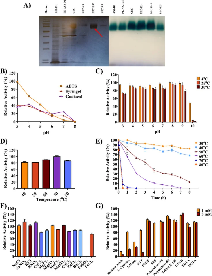 Purification and biochemical characterization of rTpLcc3. (A) SDS–PAGE (left) and activity zymogram (right) of rTpLcc3 during purification. AS , ammonium sulfate precipitation; D , dialysis; PE , pigment elimination; CEC , cation-exchange chromatography; HIC , hydrophobic interaction chromatography.