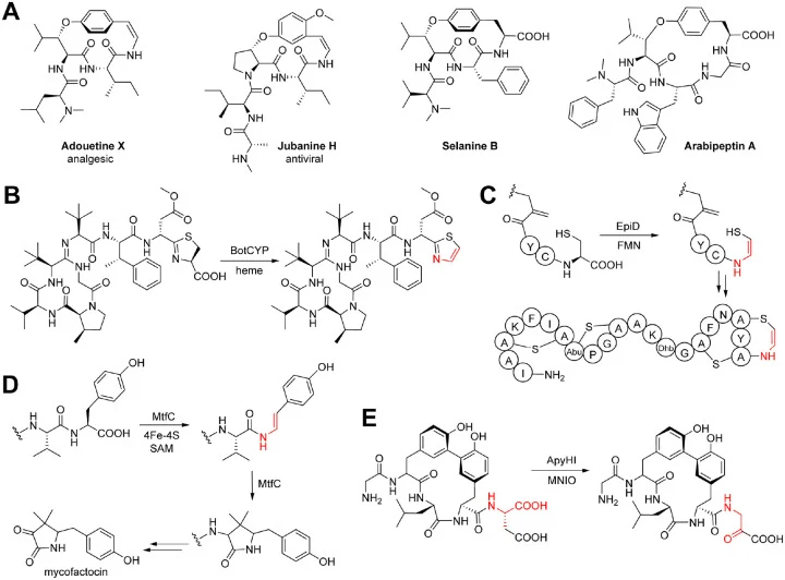 ( A ) Plant cyclopeptide alkaloid structures. Adouetine X and jubanine H are representatives of decarboxylated (classical) CPAs with a C-terminal hydroxystyrylamine. Selanine B and arabipeptin A represent characterized CPA-burpitide RiPPs with a C-terminal tyrosine. ( B ) Oxidative decarboxylation i