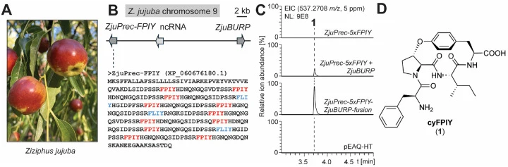 (A) 枣品种冬枣。(B) 枣基因组中ZjuBURP位点及其共定位的ZjuPrec-FPIY基因。预测的核心肽以蓝色和红色突出显示。(C) ZjuPrec-5xFPIY与ZjuBURP共表达或ZjuPrec-5xFPIY-ZjuBURP融合构建体共表达7天后,转基因本氏烟中cyFPIY肽的LCMS检测。(D) 规模化表达ZjuPrec-5xFPIY-ZjuBURP融合构建体后,从转基因本氏烟中分离的cyFPIY结构。缩写:ncRNA - 非编码RNA,EIC - 提取离子色谱图。