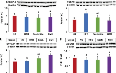 Effect of CM1 on the expression of TC metabolism-related proteins in the liver of the LDLR (+/−) hamsters ( n = 5). A, S