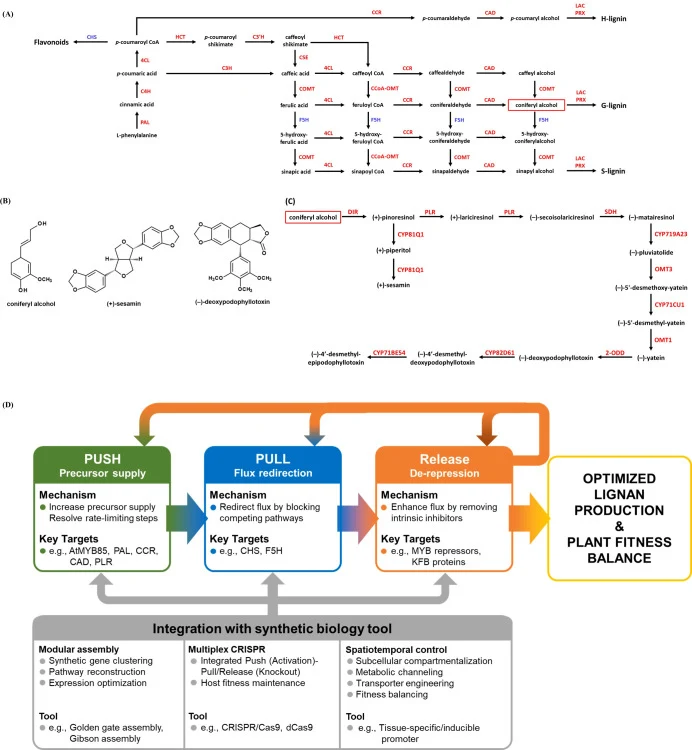 Integrated overview of lignan biosynthesis and “Push-Pull-Release” strategies for plant lignan metabolic engineering. (A) Overview of the phenylpropanoid pathway leading to flavonoids, lignin, and lignan precursors. Sequential enzymatic conversions start from L-phenylalanine and branch into flavonoi