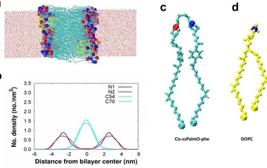 图1(a)混合脂双层模拟500 ns快照;(b) Cis-ssPalmO-phe脂尾(青色/蓝绿色)与头基(蓝/红)沿距双层中心距离的数密度;(c) Cis-ssPalmO-phe结构;(d) DOPC结构。