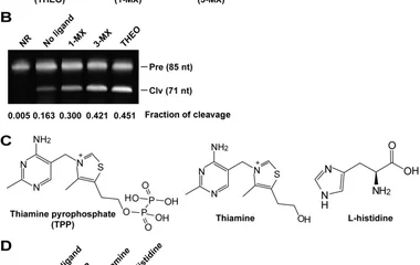 Cleavage activity of the allosteric ribozyme with different ligands (A) Theophylline (THEO) and its analogs. (B) Inducti