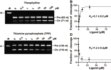 Binding affinity of allosteric ribozymes for their cognate ligands (A) PAGE gel-based analysis of the self-cleavage of t