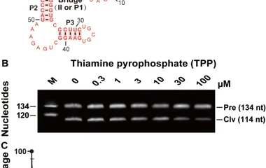 Binding affinity of the ThiC-TPP allosteric ribozymes with a bridge of three base pairs for thiamine pyrophosphate (A) D