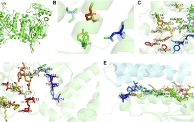 Three-dimensional structures of UDP-glucose-4-epimerases in H. erinaceus . (A) Homodimer was developed by homology model