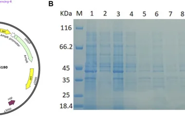 Heterologous expression of A6180 in E. coli . (A) Schematic diagram of the construction of recombinant overexpression ve