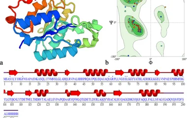 a PsEst yfh ’s 3D structure constructed by SwissModel. Blue and red regions represent the N-terminus and C-terminus, res