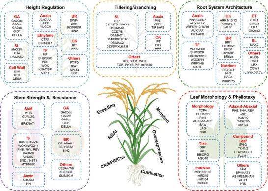 Regulation of plant architecture. Plant architecture improvement encompasses five major aspects: plant height regulation