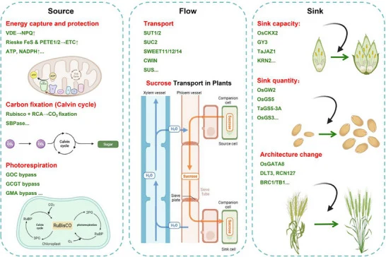 Schematic representation of “Source‐Flow‐Sink” regulation in plants. The diagram outlines key processes from source to s