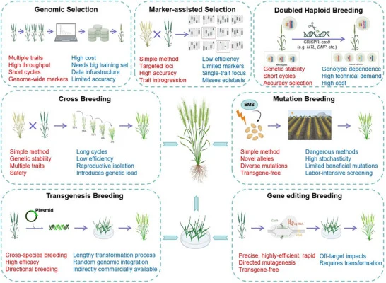 Comparative advantages and limitations of four major breeding strategies: cross‐breeding, transgenesis, mutation breeding, and gene editing. Genomic selection (GS) predicts Genomic estimate breeding value(GEBV)s using genome‐wide markers to accelerate selection for complex traits, but requires a wel