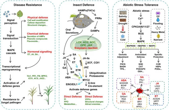 Genetic engineering in plant trait improvement for stress resistance. This model illustrates the key molecular pathways underlying plant responses to various stresses. Disease resistance involves MAPK cascade activation, phytohormone signaling, and physical or chemical defense mechanisms. Insect def