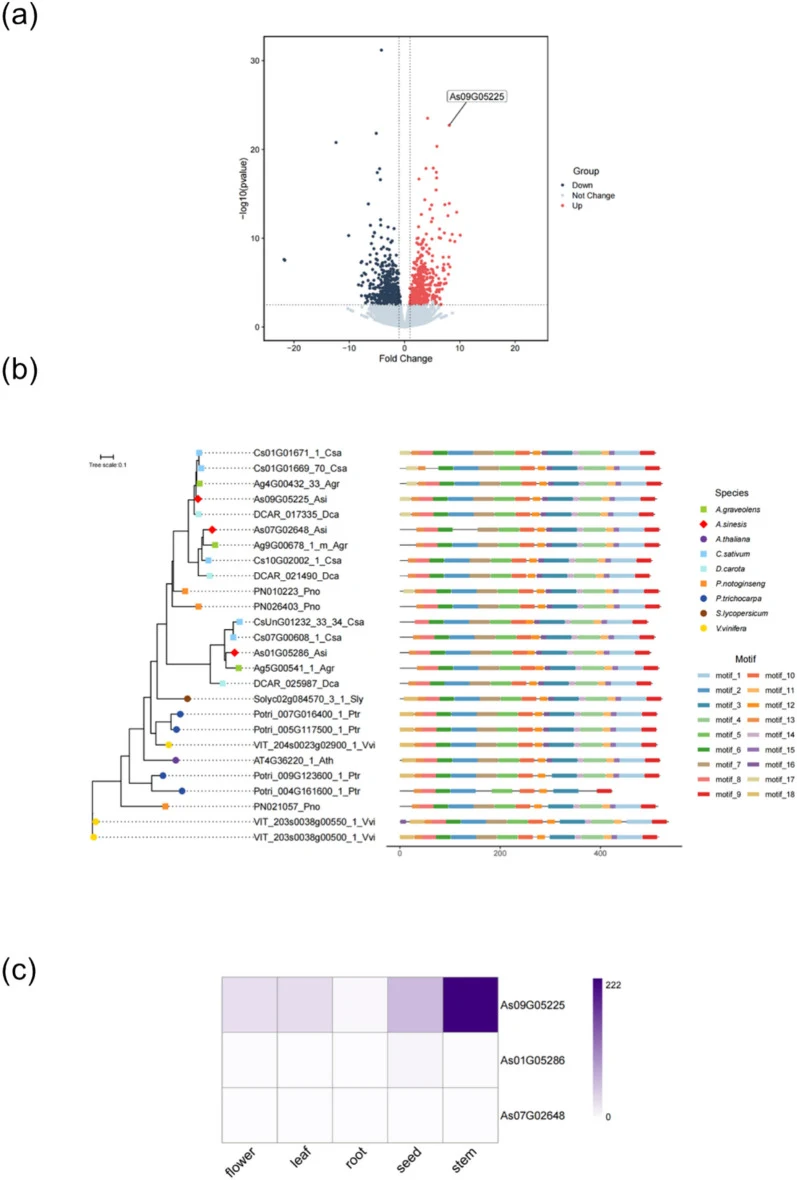 Integrated Multi-Omics Analysis in A. sinensis . ( a ) Volcano plot of differentially expressed genes (DEGs): Genes significantly upregulated (red) or downregulated (blue) during reproductive growth. As09G05225 ( AsF5H) is highlighted as a key upregulated gene. ( b ) Phylogenetic tree and protein mo