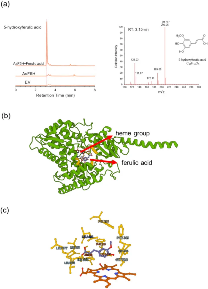 Functional characterization of AsF5H activities in A. sinensis . LC-MS analysis: The left panel shows the retention time (RT) chromatogram of AsF5H enzyme activity, comparing the reaction products with and without the enzyme (EV). The right panel displays the mass spectrum of the reaction products,