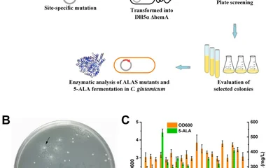 ALAS mutants screening. (A) Work flow of the growth-coupled screening. (B) A typical screening plate. One potential targ