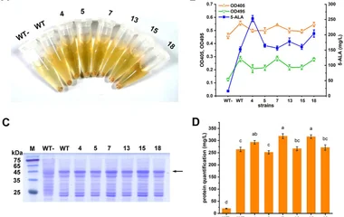 Characterization of the ALAS mutants. (A) Cell pellets and supernatants of the strains cultivated in LB. WT-, strain car
