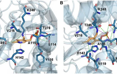 WT and D4,7,18 structural analysis for PLP binding. Hydrophobic interactions (dash lines in gray), hydrogen bonds (dash