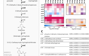A Schematic overview of the shikimate pathway. Enzymes that are part of the 570 differentially expressed gene/protein (D